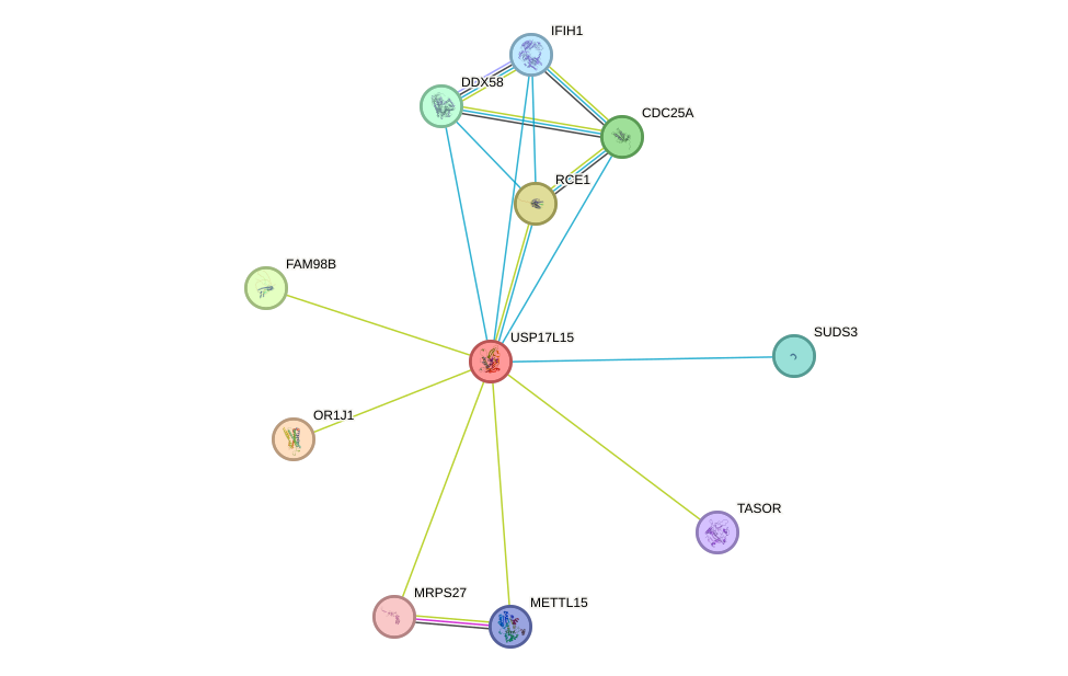 STRING protein interaction network