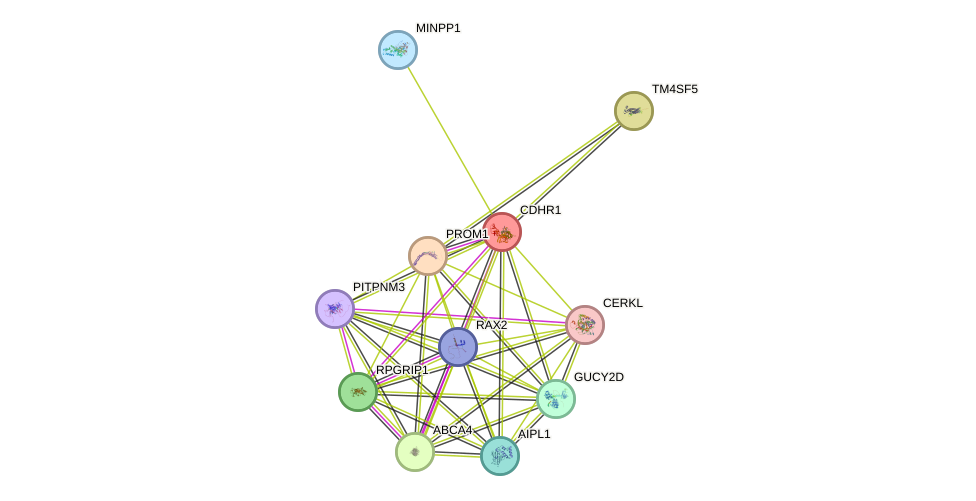 STRING protein interaction network