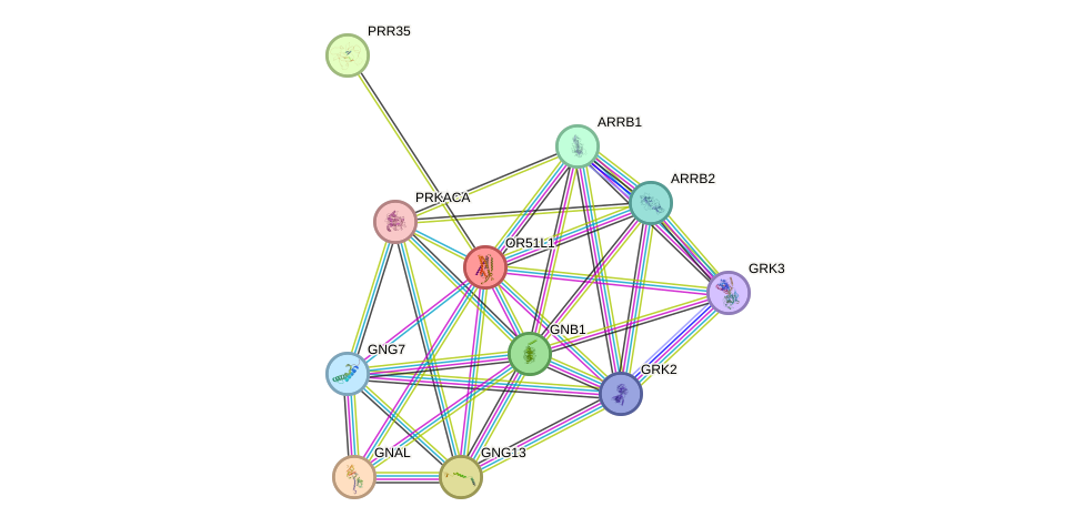 STRING protein interaction network