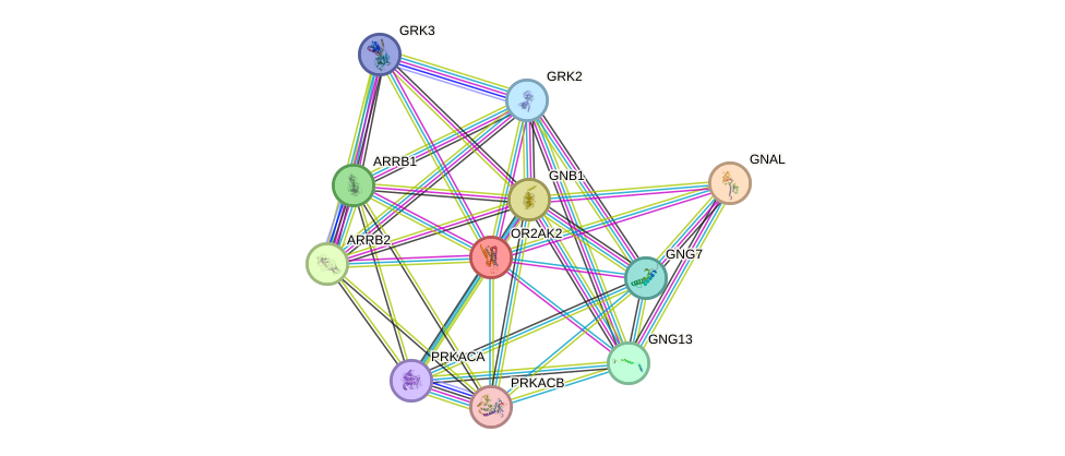 STRING protein interaction network