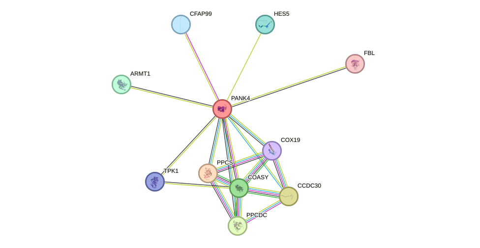 STRING protein interaction network