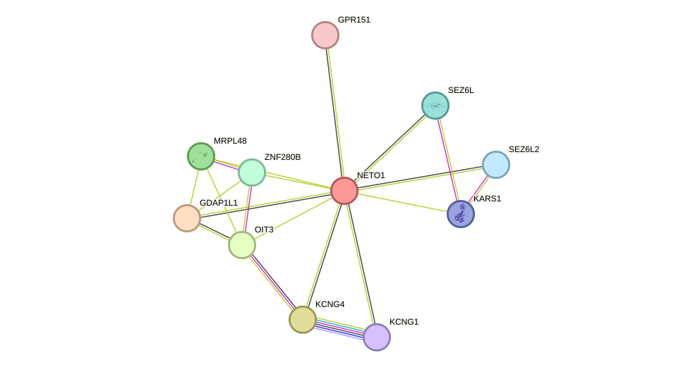 STRING protein interaction network