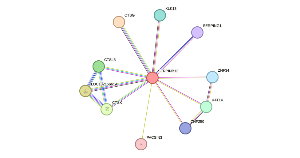 STRING protein interaction network