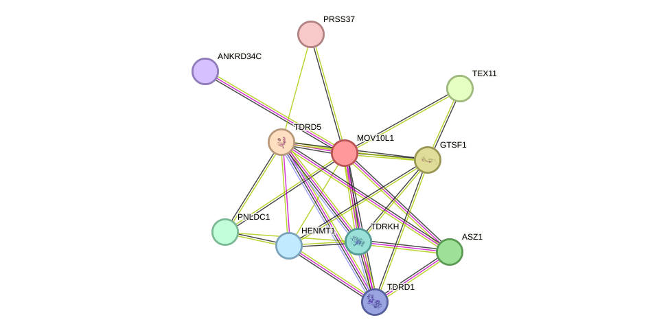 STRING protein interaction network