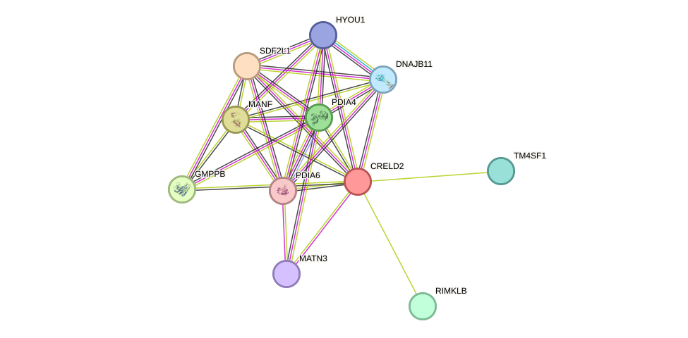 STRING protein interaction network