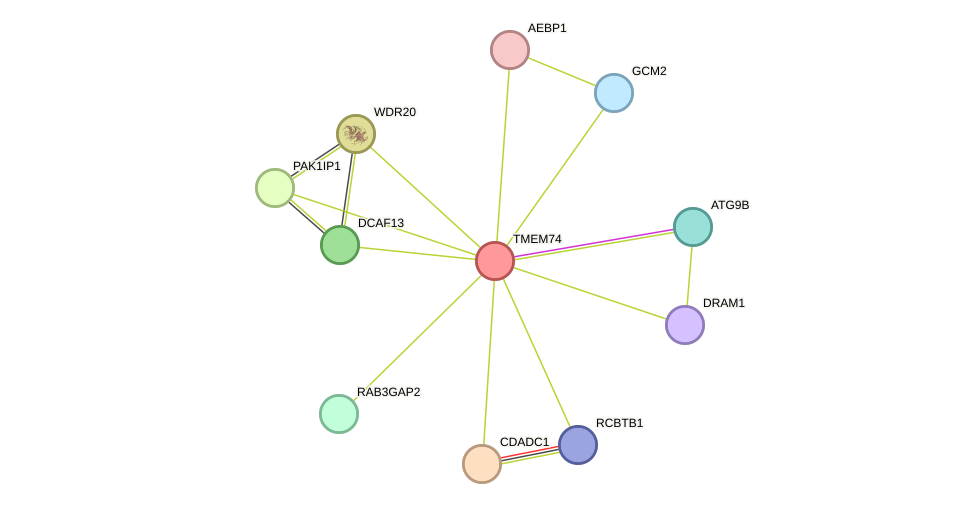 STRING protein interaction network