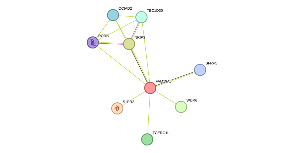 STRING protein interaction network