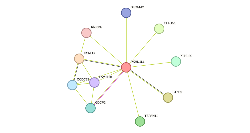 STRING protein interaction network