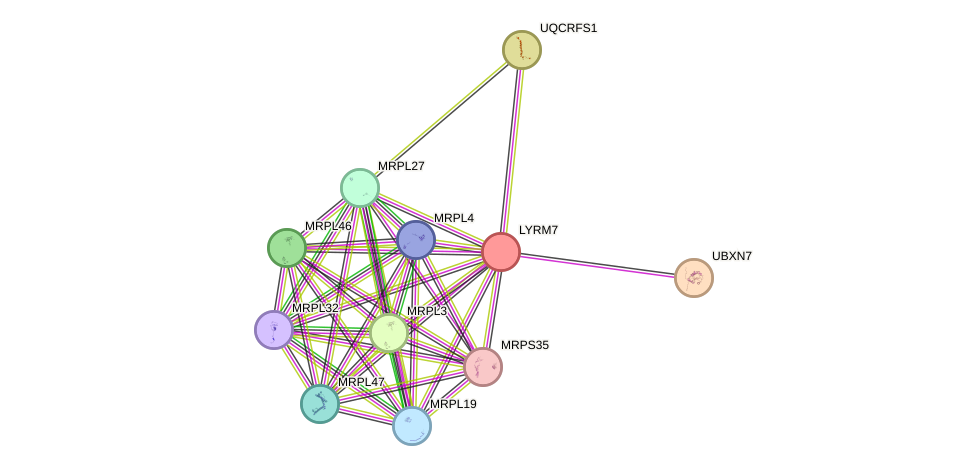 STRING protein interaction network