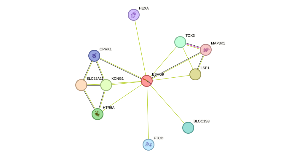 STRING protein interaction network