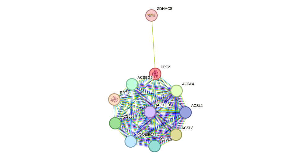 STRING protein interaction network