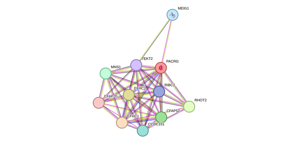 STRING protein interaction network