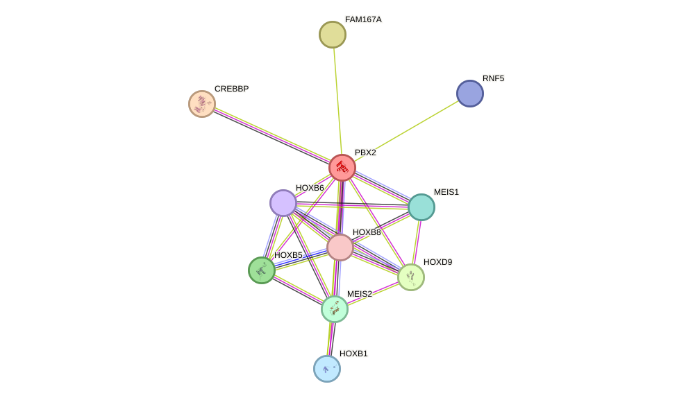 STRING protein interaction network