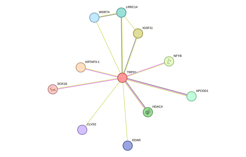 STRING protein interaction network