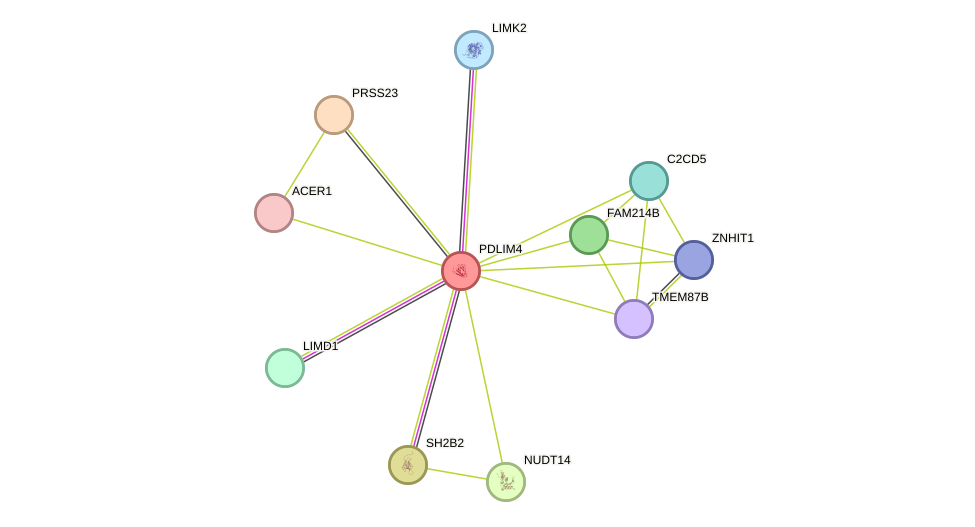 STRING protein interaction network