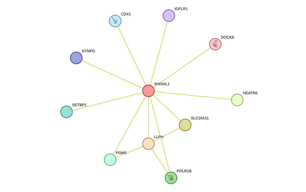 STRING protein interaction network