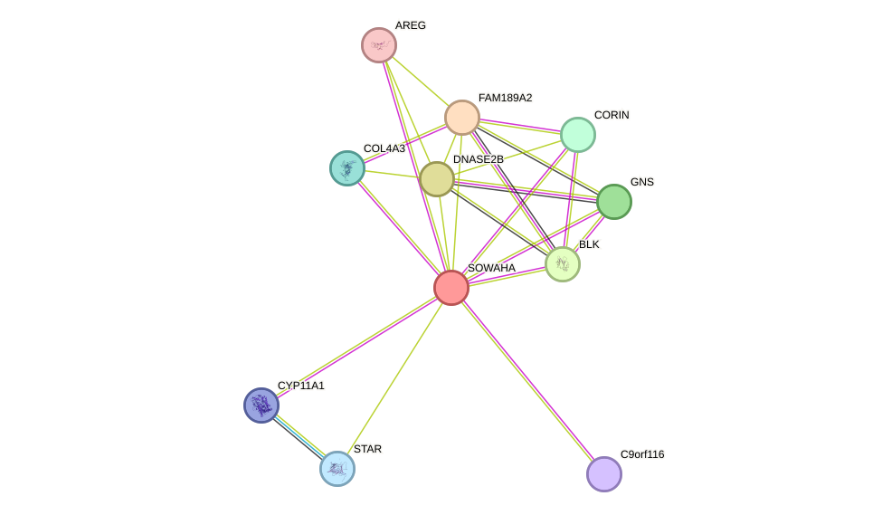 STRING protein interaction network