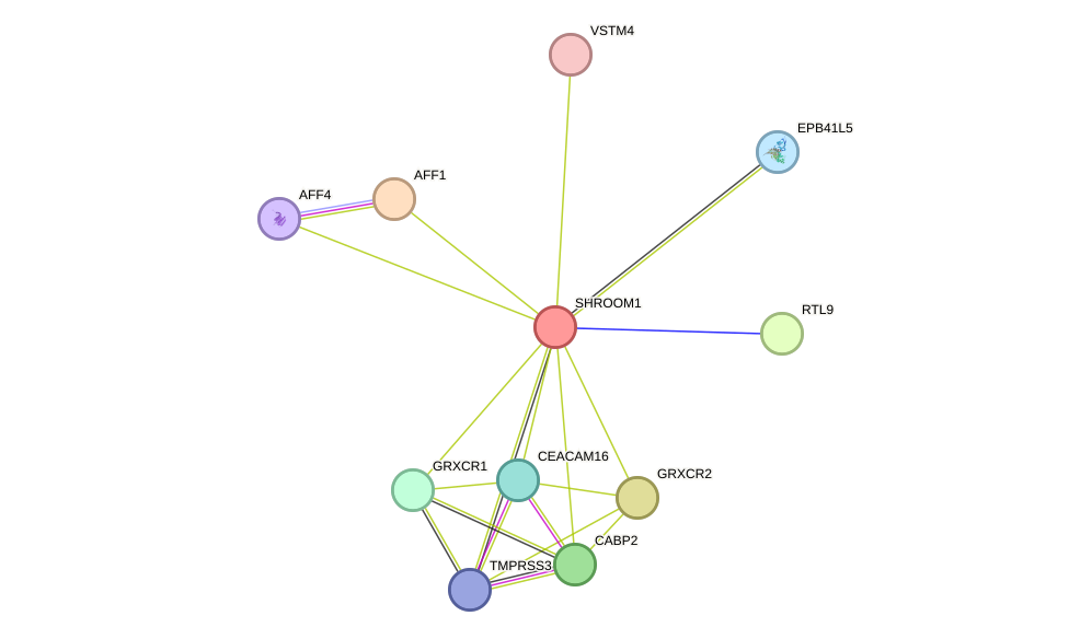 STRING protein interaction network