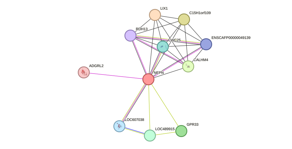 STRING protein interaction network