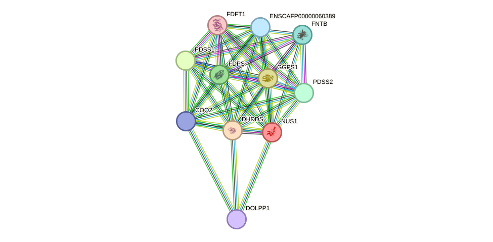 STRING protein interaction network