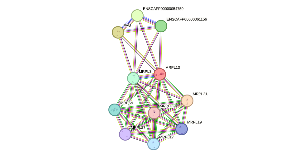 STRING protein interaction network