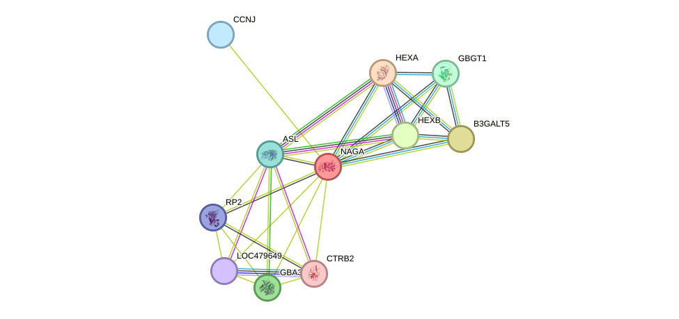 STRING protein interaction network