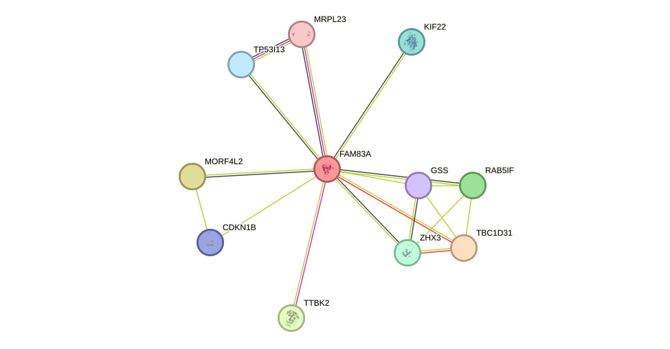 STRING protein interaction network