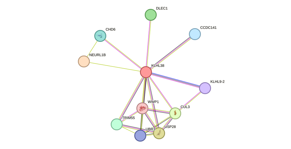 STRING protein interaction network