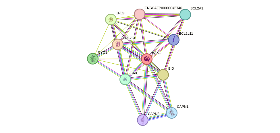 STRING protein interaction network
