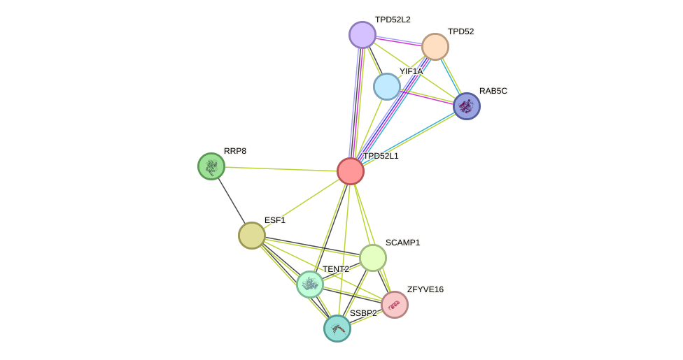 STRING protein interaction network