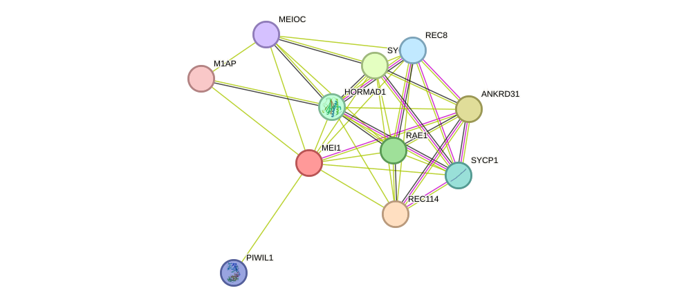 STRING protein interaction network