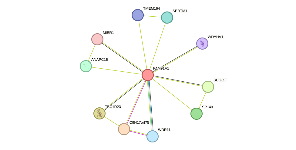 STRING protein interaction network