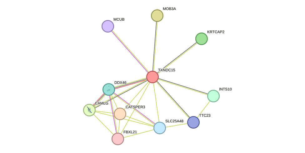 STRING protein interaction network
