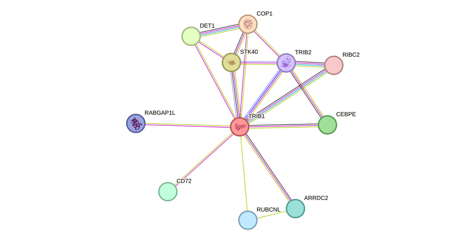 STRING protein interaction network