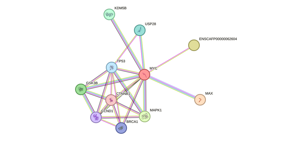 STRING protein interaction network