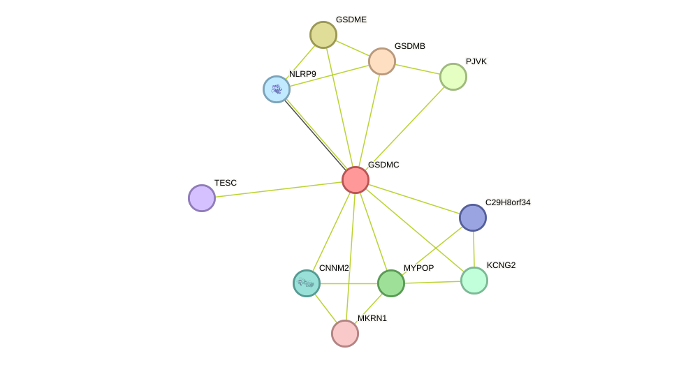 STRING protein interaction network