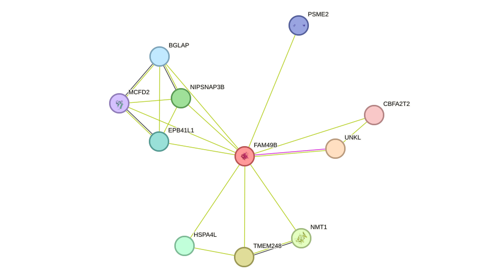 STRING protein interaction network