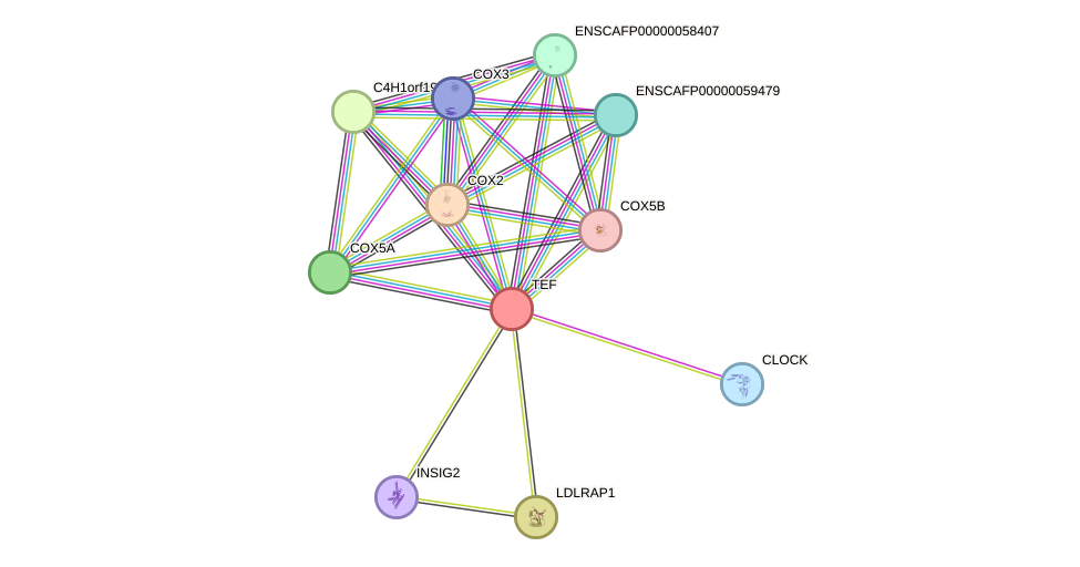STRING protein interaction network