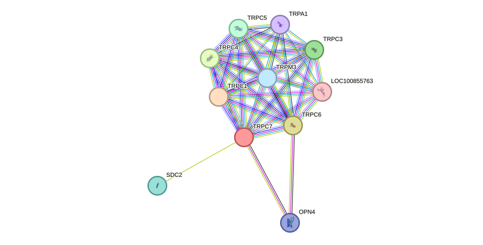 STRING protein interaction network