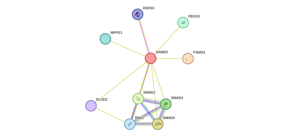 STRING protein interaction network