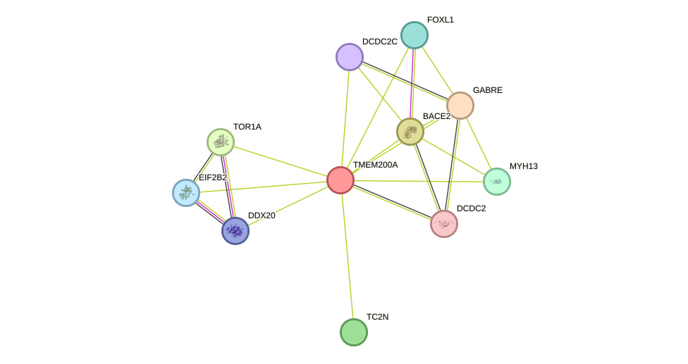 STRING protein interaction network