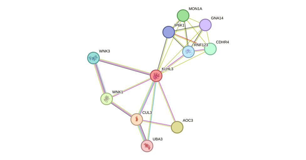 STRING protein interaction network