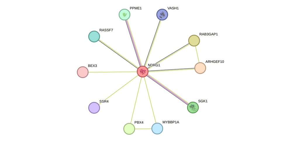 STRING protein interaction network