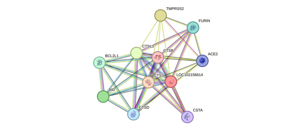 STRING protein interaction network