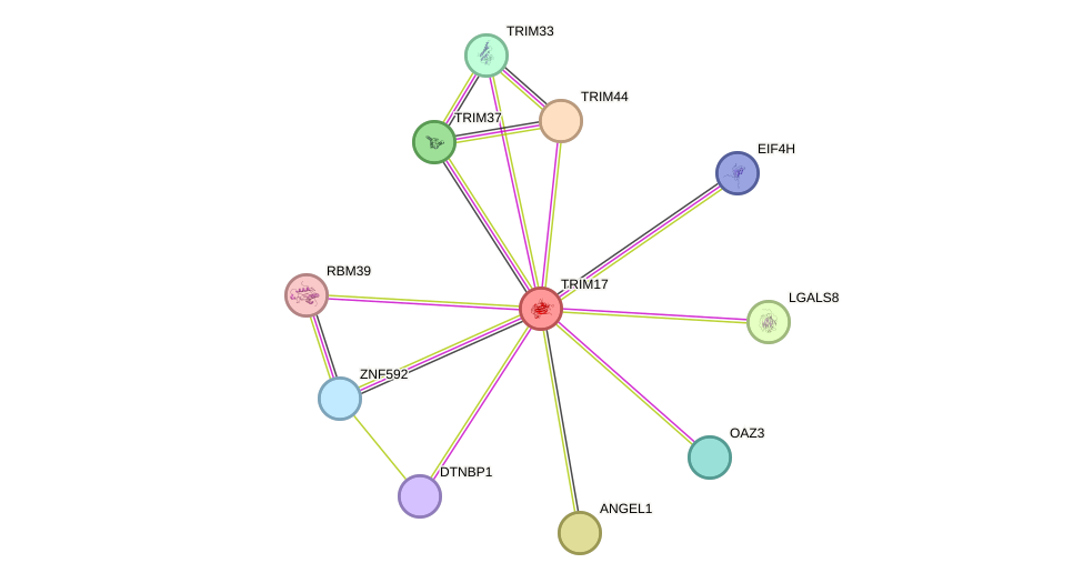 STRING protein interaction network