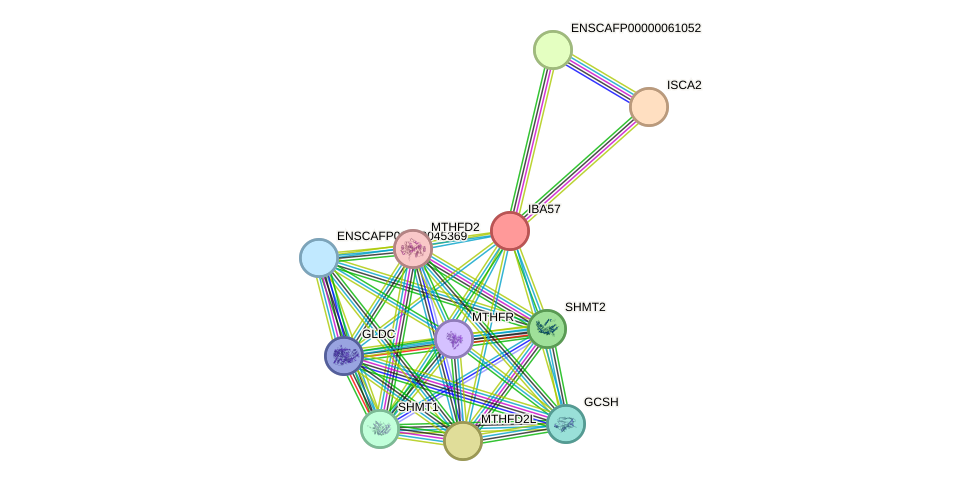 STRING protein interaction network