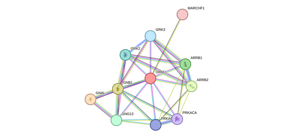 STRING protein interaction network
