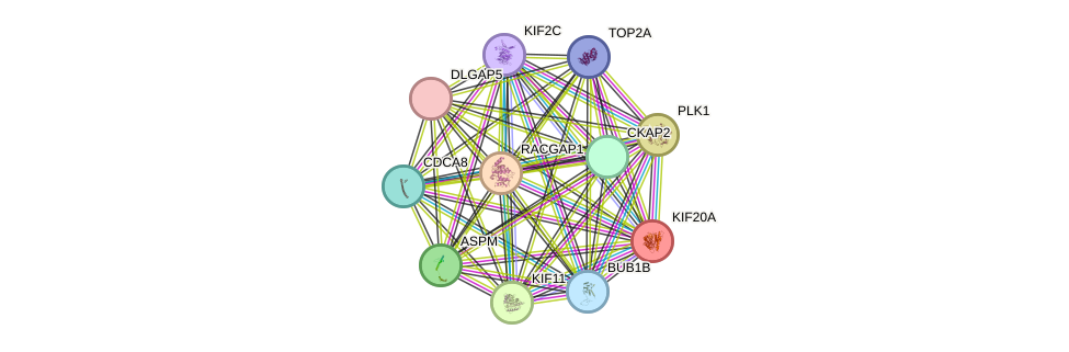 STRING protein interaction network