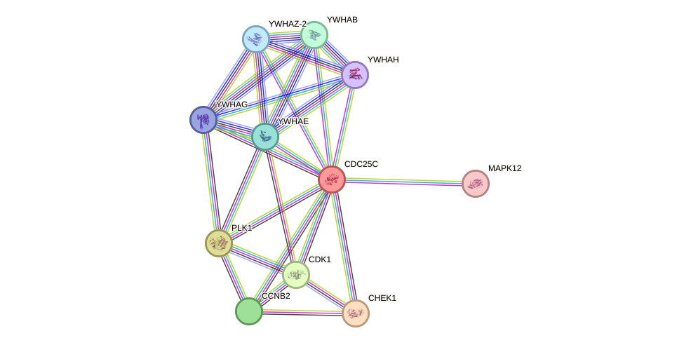 STRING protein interaction network