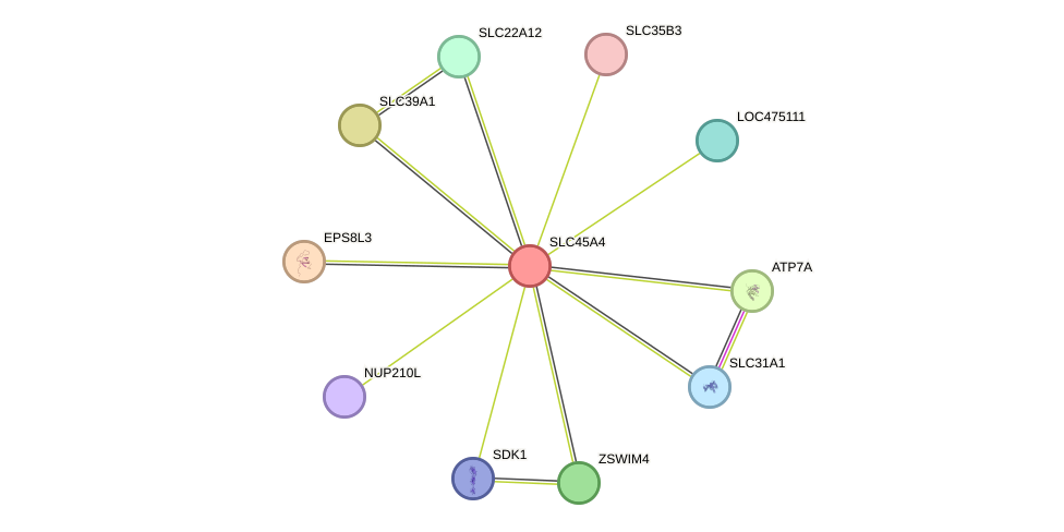 STRING protein interaction network